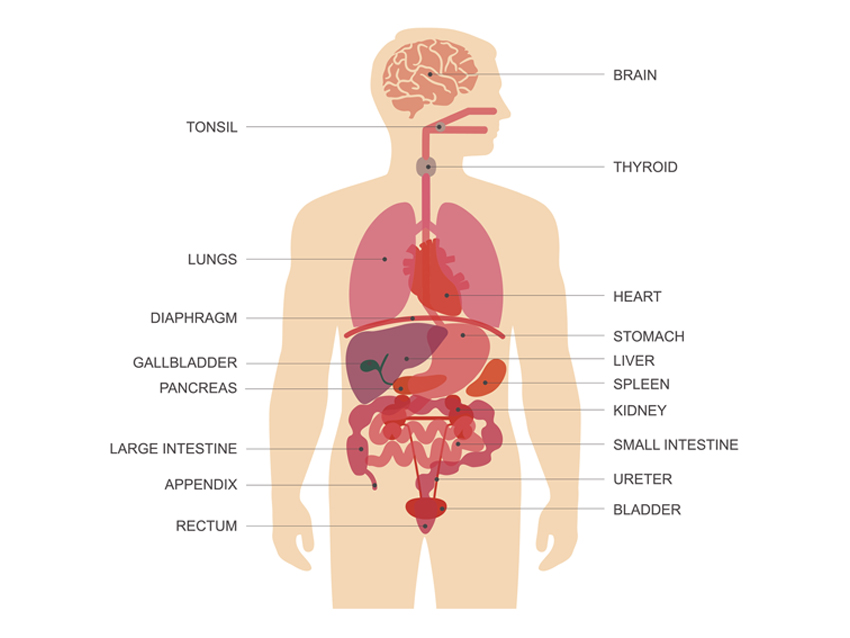 Know your Organs Inner Smile