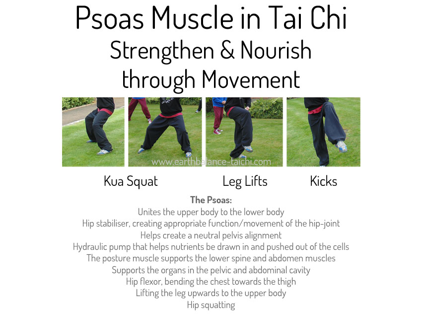 Psoas Muscle in Tai Chi Practice