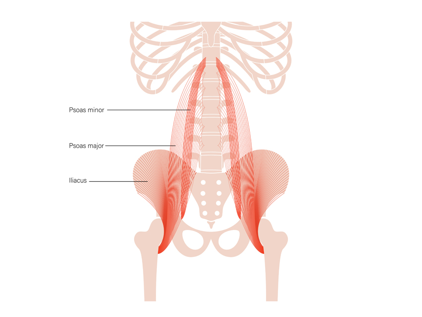 Psoas Muscle in Tai Chi