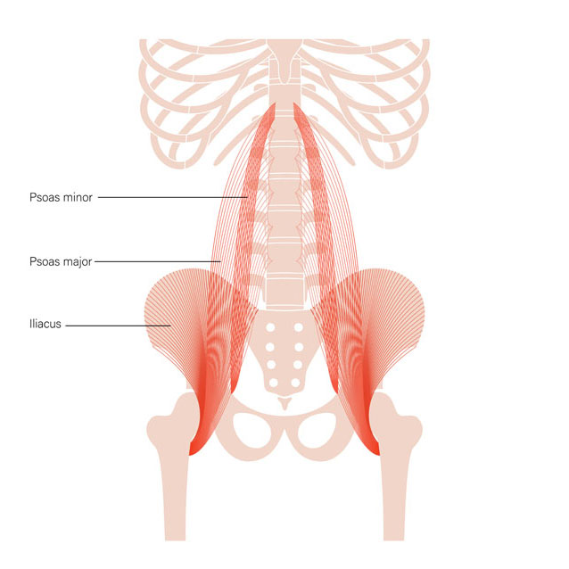 Psoas muscle in Tai Chi