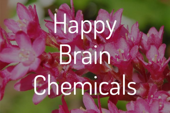 Happy Brain Chemicals