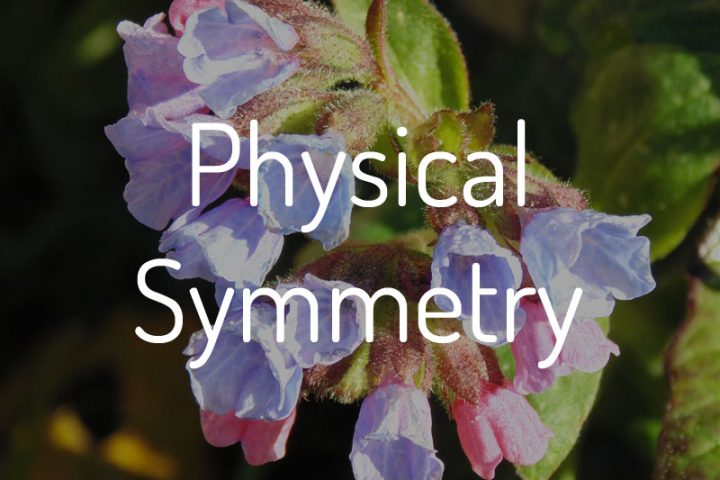 Physical Symmetry Tai Chi