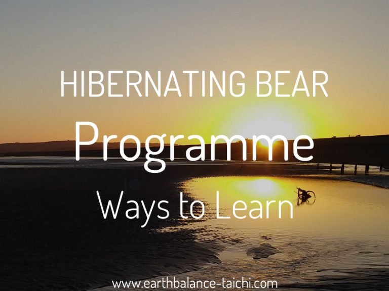 Hibernating Bear Livestream