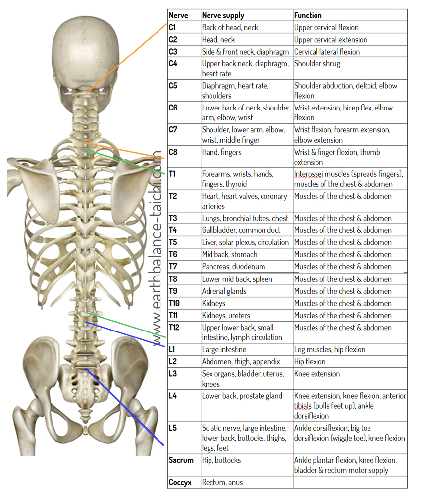 Nerve Supply to the Spinal Cord