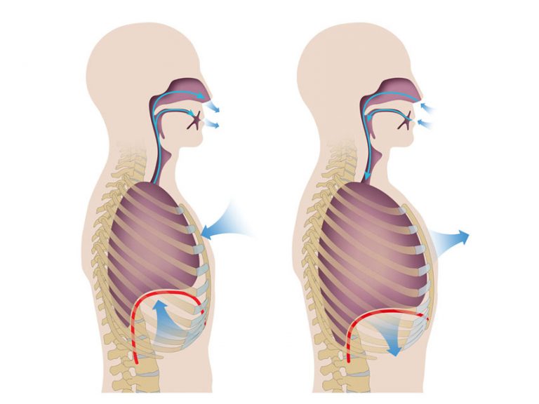 Normal Breathing Anatomy