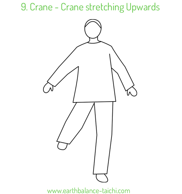 9. Crane stretching Upwards Qigong