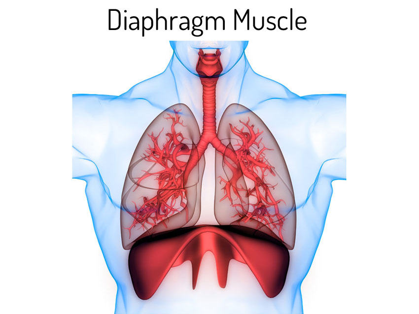 Diaphragm Muscle in Breathing