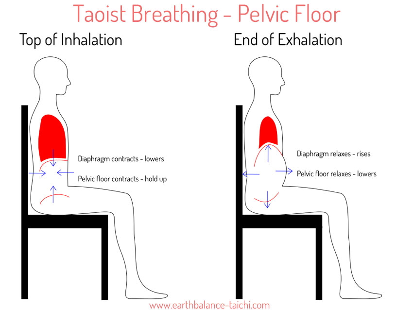 Reverse breathing with pelvic floor