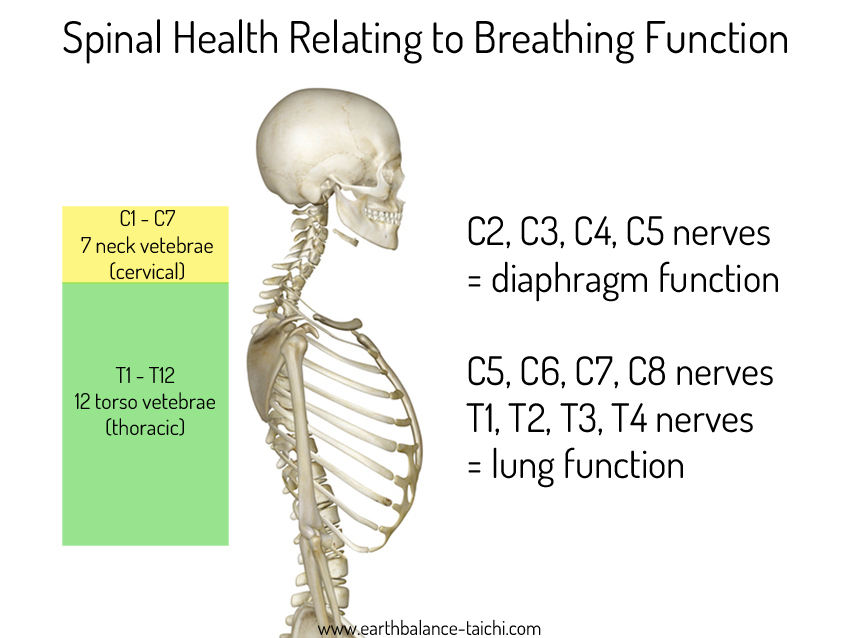 Spinal Health Relating to Breathing Function