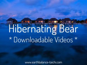 Hibernating Bear Downloadable Videos