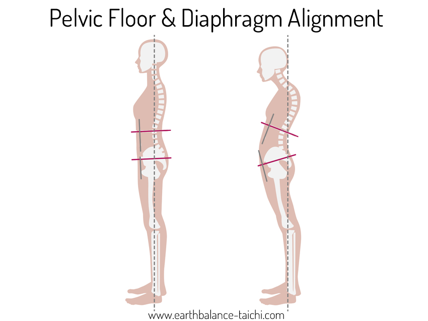 Two Plates in Tai Chi | Pelvic Floor & Diaphragm