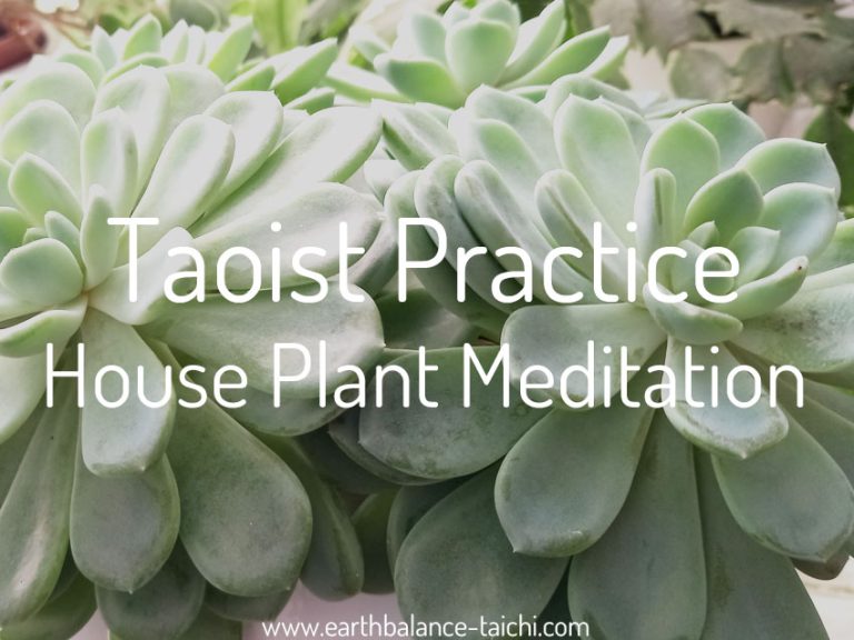 The House Plant Meditation
