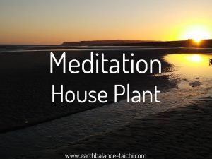 House Plant Meditation